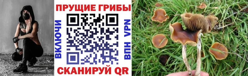 купить наркоту  Любим  darknet какой сайт  Галлюциногенные грибы мицелий 